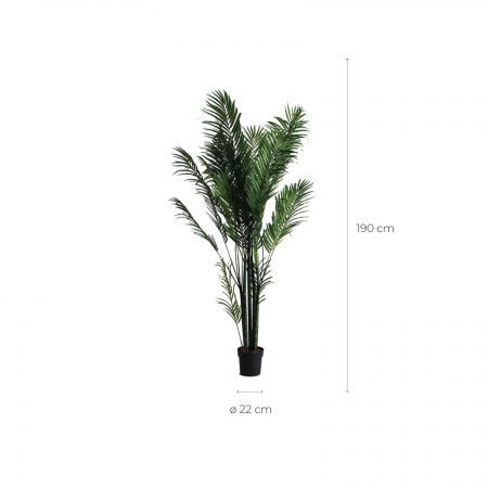 Пальмовое растение PALMERA