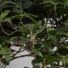 Искусственное растение FICUS 38081