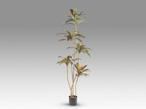Dracena roja Искусственное растение H220
