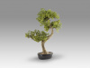 Bankan II bonsai 49cm набор из двух предметов
