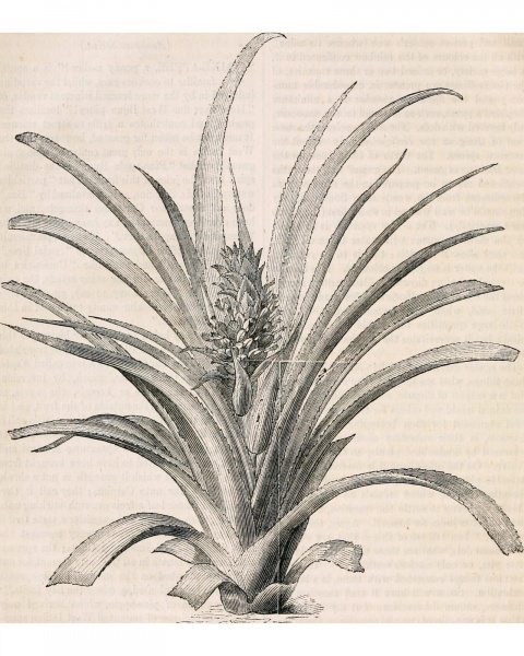 Интерьерное жикле “Pineapple”