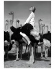 Квадратный постер Wenda Ostriches