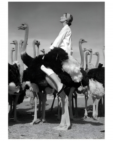 Квадратный постер Wenda Ostriches