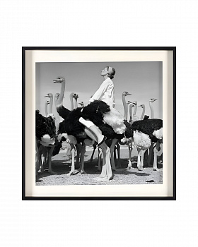 Квадратный постер Wenda Ostriches